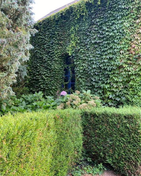Un mur des Granges couvert de lierre